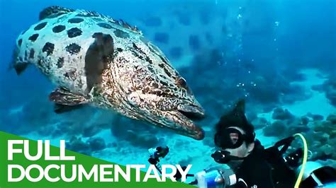 oceane youtube|ocean documentaries youtube videos.